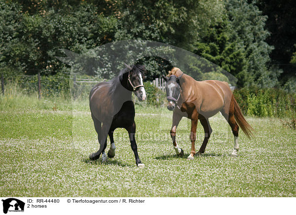 2 Pferde / 2 horses / RR-44480