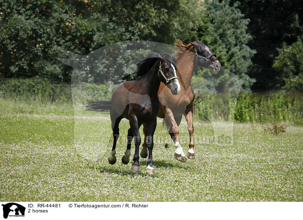 2 Pferde / 2 horses / RR-44481