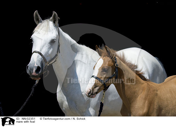 mare with foal / NN-02351