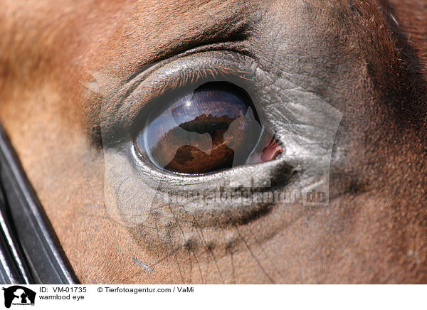 Warmblut Auge / warmlood eye / VM-01735