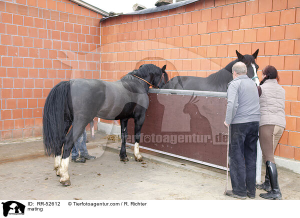 Stute beim Hengst / mating / RR-52612