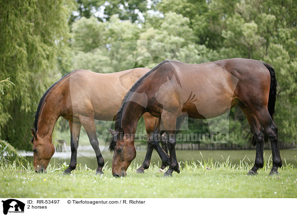 2 Pferde / 2 horses / RR-53497