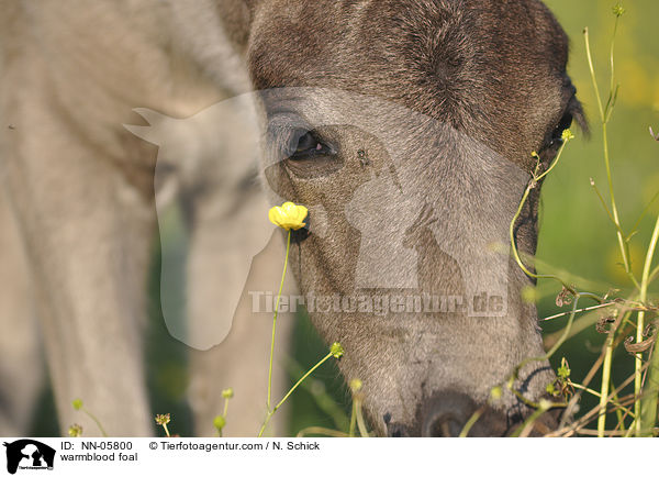 warmblood foal / NN-05800