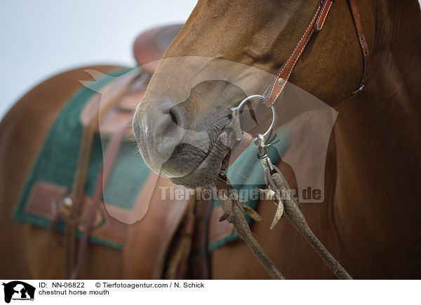 chestnut horse mouth / NN-06822