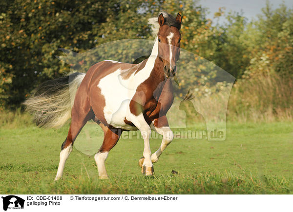 galoppierender Pinto / galloping Pinto / CDE-01408