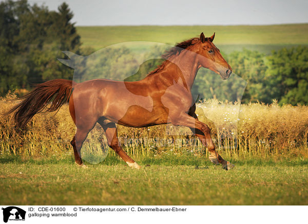 galloping warmblood / CDE-01600
