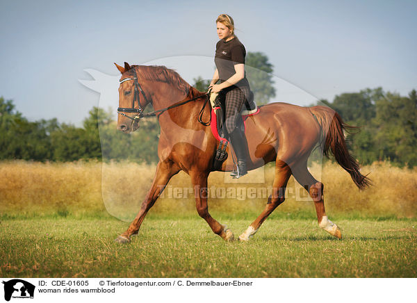 Frau reitet Warmblut / woman rides warmblood / CDE-01605
