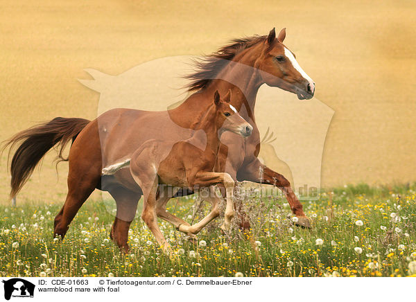 warmblood mare with foal / CDE-01663