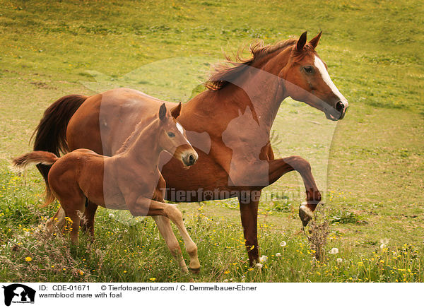 warmblood mare with foal / CDE-01671