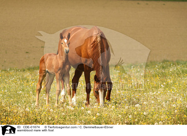 warmblood mare with foal / CDE-01674