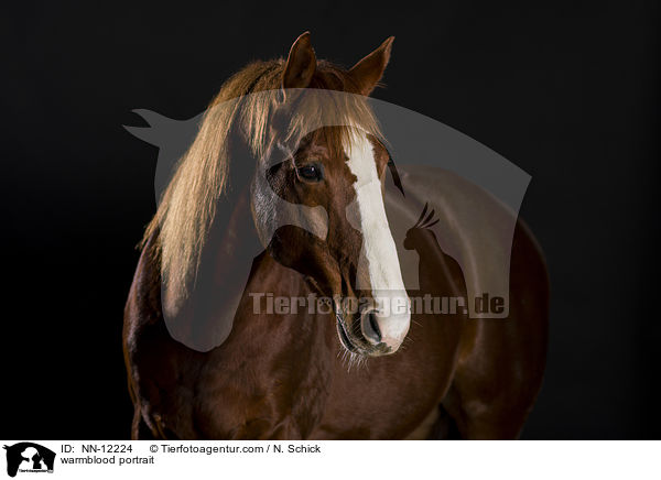 Warmblut Portrait / warmblood portrait / NN-12224