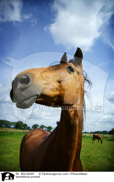 Warmblut Portrait / warmblood portrait / BS-05497