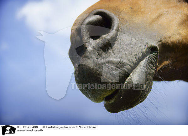 Warmblut Maul / warmblood mouth / BS-05498