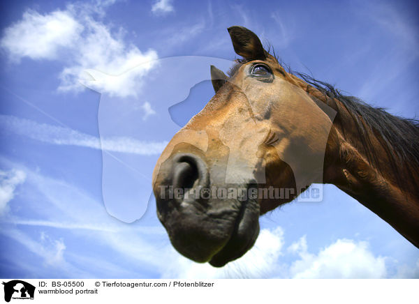 Warmblut Portrait / warmblood portrait / BS-05500
