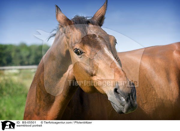 Warmblut Portrait / warmblood portrait / BS-05501