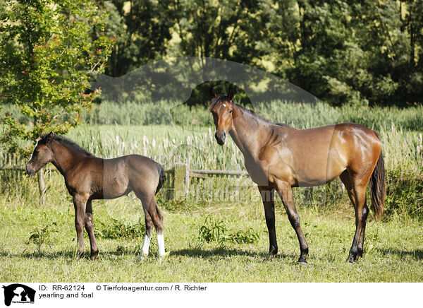 Jhrling und Fohlen / yearling and foal / RR-62124