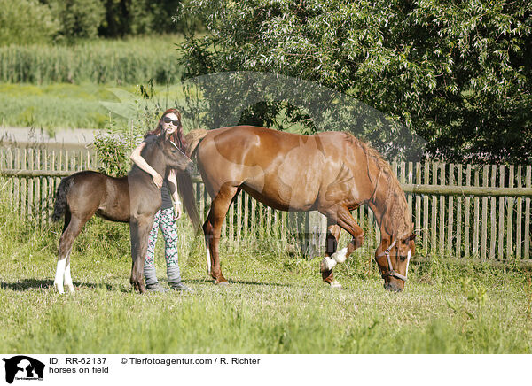 Pferde auf der Weide / horses on field / RR-62137