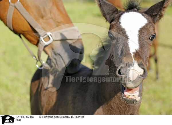 Fohlenkauen / foal / RR-62157