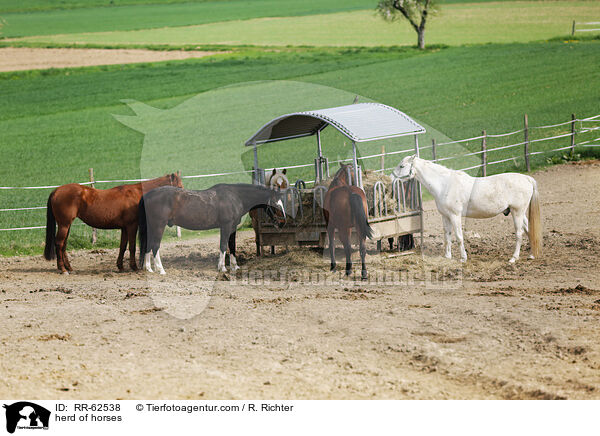 herd of horses / RR-62538
