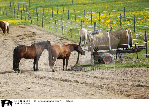 Pferdeherde / herd of horses / RR-62539