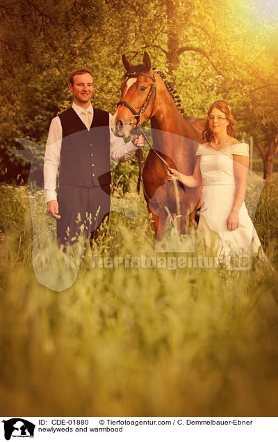 Brautpaar und Warmblut / newlyweds and warmbood / CDE-01880