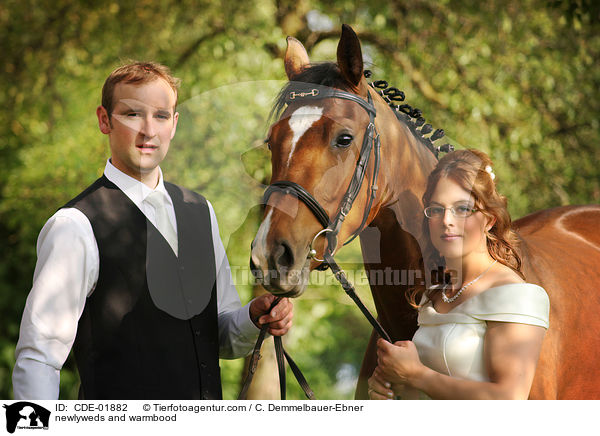 Brautpaar und Warmblut / newlyweds and warmbood / CDE-01882