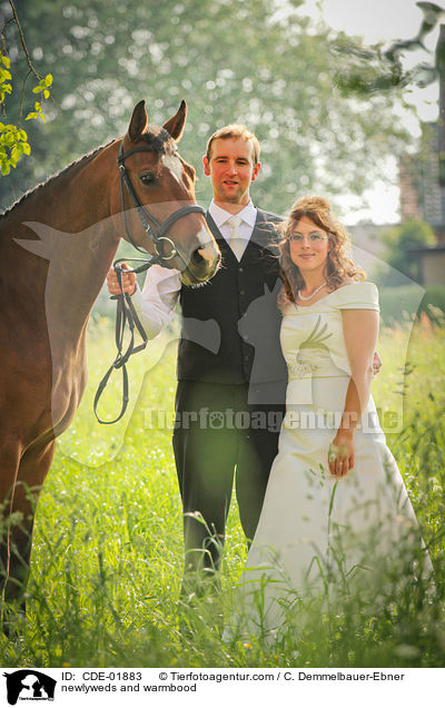 Brautpaar und Warmblut / newlyweds and warmbood / CDE-01883