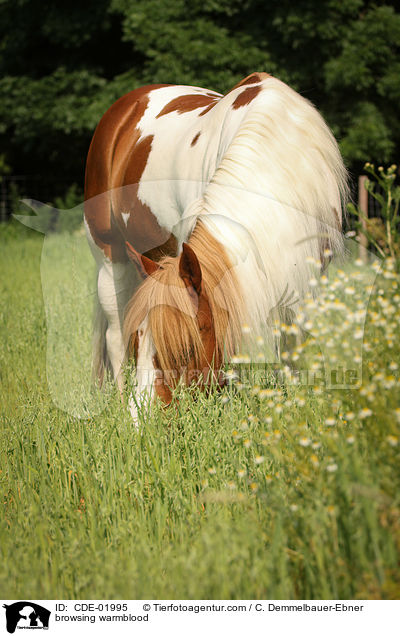 fressendes Warmblut / browsing warmblood / CDE-01995