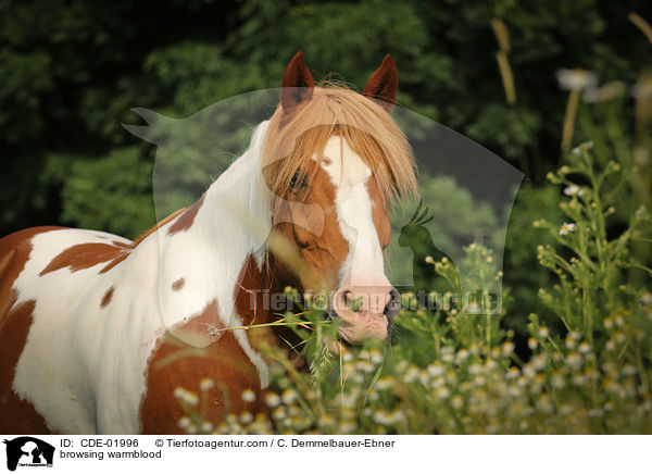 browsing warmblood / CDE-01996