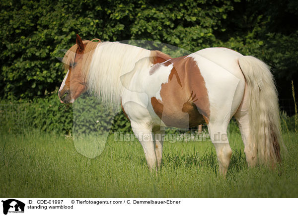 standing warmblood / CDE-01997