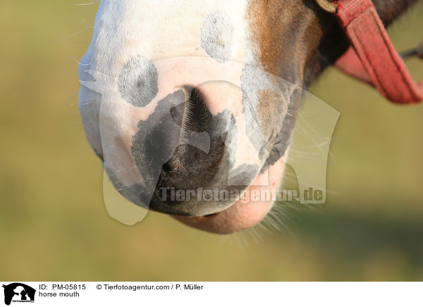 Pferdemaul / horse mouth / PM-05815
