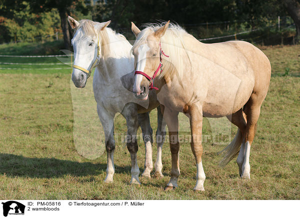 2 Warmblter / 2 warmbloods / PM-05816