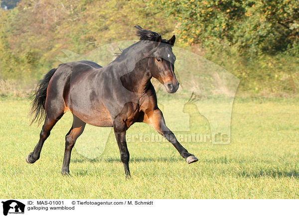 galloping warmblood / MAS-01001