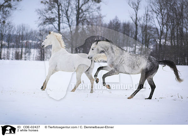 2 Schimmel / 2 white horses / CDE-02427