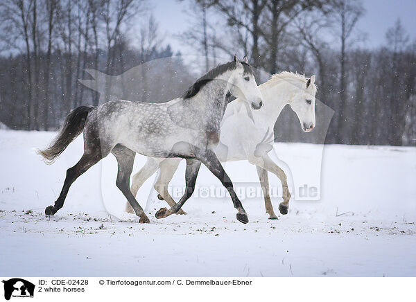 2 Schimmel / 2 white horses / CDE-02428