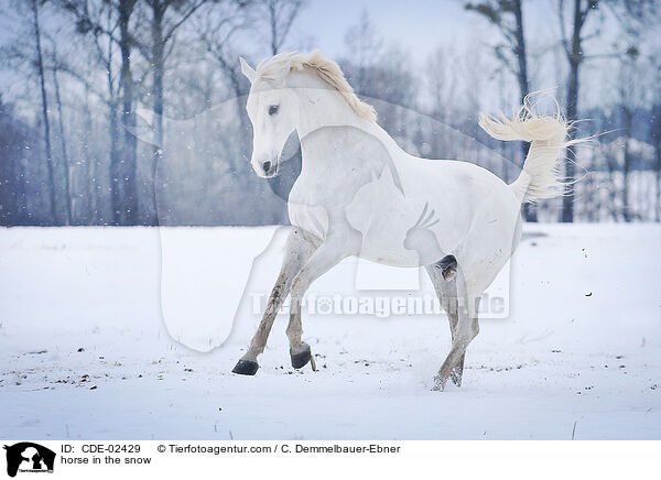 horse in the snow / CDE-02429