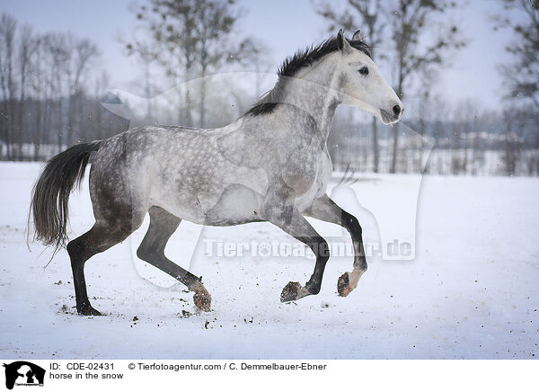 horse in the snow / CDE-02431