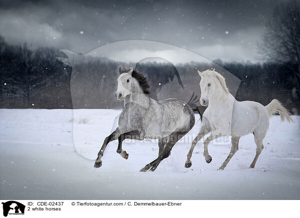 2 white horses / CDE-02437