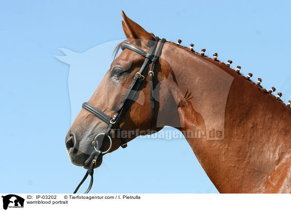 Warmblut Portrait / warmblood portrait / IP-03202