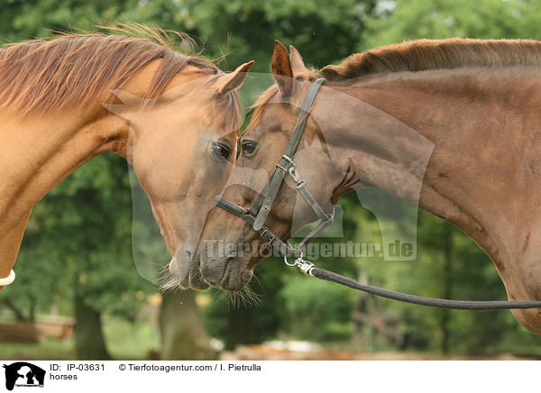 Pferde / horses / IP-03631