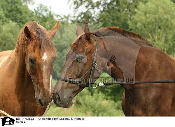 Pferde / horses / IP-03632