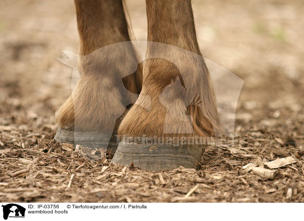 Warmblut Hufe / warmblood hoofs / IP-03756