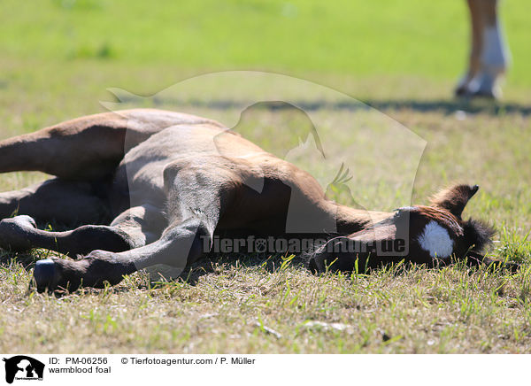 Warmblut Fohlen / warmblood foal / PM-06256