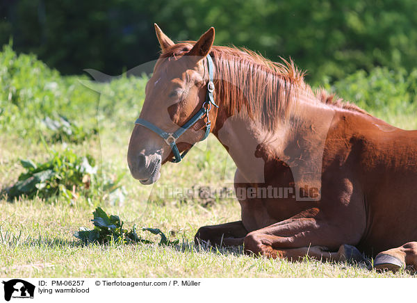 liegendes Warmblut / lying warmblood / PM-06257