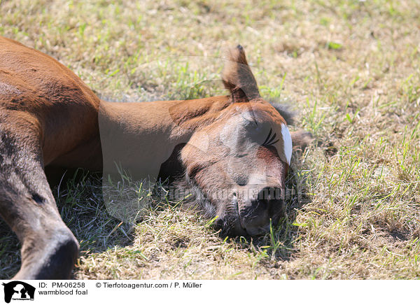Warmblut Fohlen / warmblood foal / PM-06258