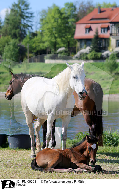 Pferde / horses / PM-06262