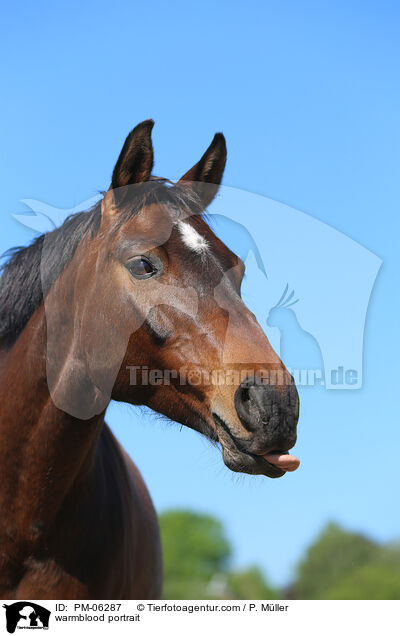warmblood portrait / PM-06287