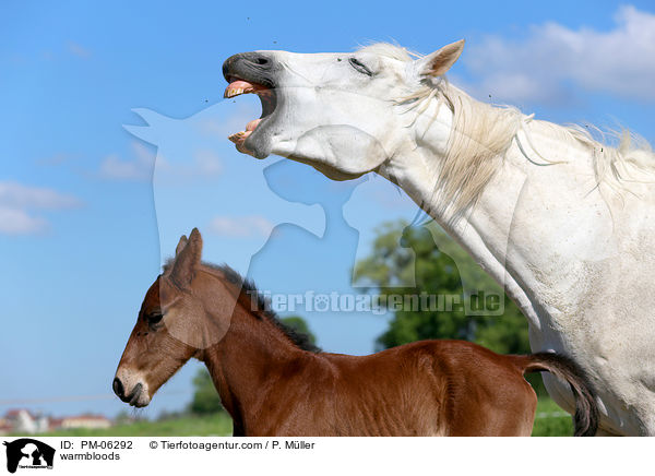 Warmblter / warmbloods / PM-06292