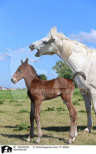 warmbloods / PM-06293