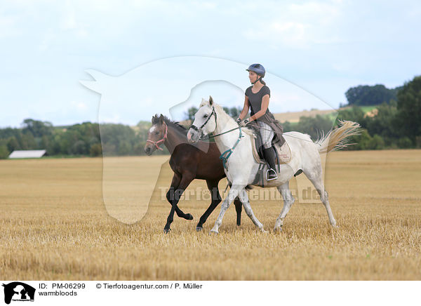 Warmblter / warmbloods / PM-06299